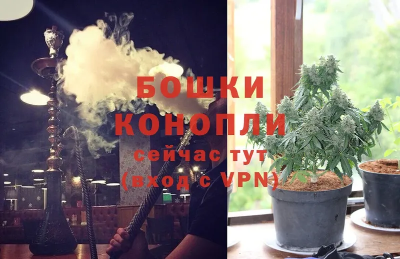 Бошки Шишки план  закладки  Коломна 